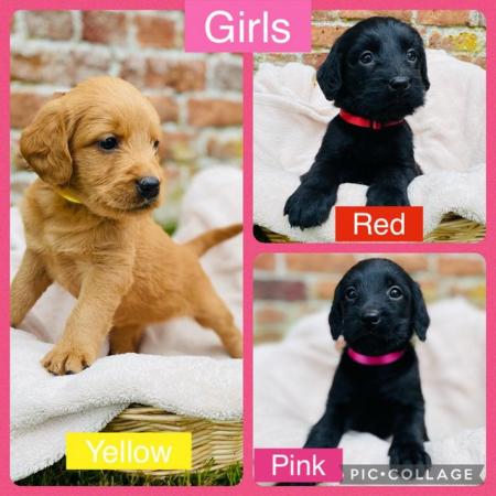Image 1 of Ready Saturday - Beautiful F1 Labradoodle Puppies KC Parents