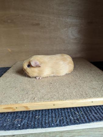 Image 2 of Pretty pair of baby male guinea pigs available