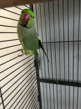 Image 3 of Ringneck parrot for sale with breeding box and cage