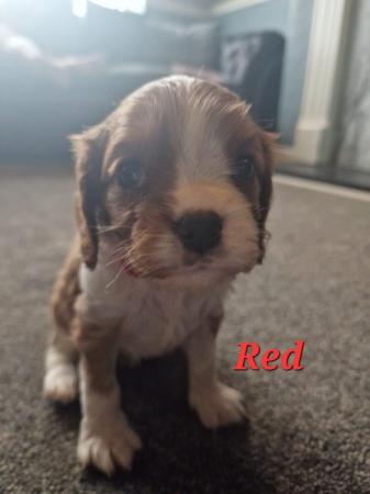 Image 9 of Cavalier king charles spaniel puppies
