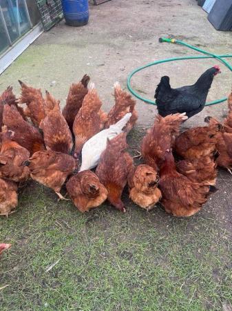 Image 2 of Chickens for sales point of lay