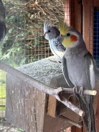 Image 5 of Young cockatiels. Avairy bred