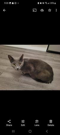 Image 1 of 4 kittens for sale, Buckinghamshire area, High Wycombe