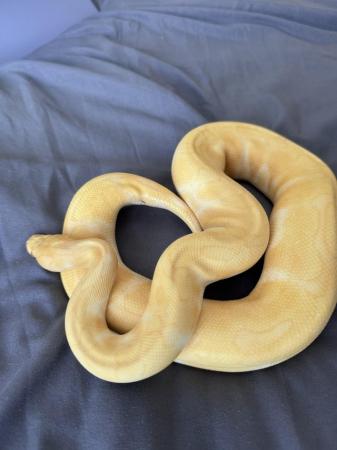 Image 8 of ball pythons male and female morphs
