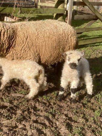 Image 2 of Swiss Valais X Lambs - Friendly, Perfect Pets £150each