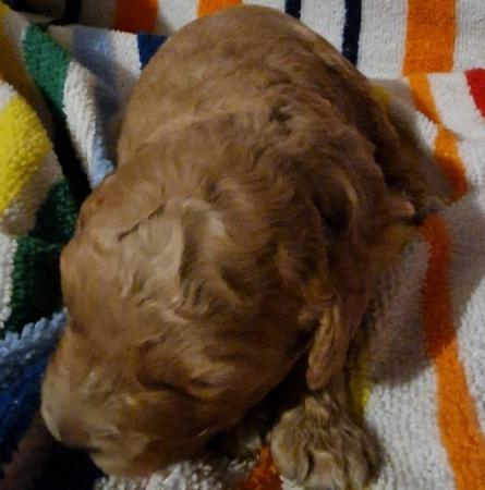 Image 5 of Fabulous F2 cockapoo pups for sale