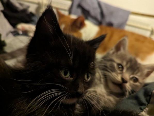 Image 3 of 2 Maine Coon kittens boys Ready Now