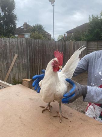 Image 2 of 8 month old leghorn rooster for sale