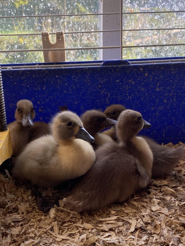 Preview of the first image of Call ducklings for sale.
