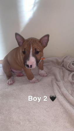 Image 8 of Miniature Bull Terrier Puppies