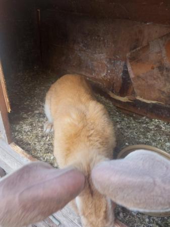 Image 5 of 7 MONTH CONTINENTAL GIANT RABBIT