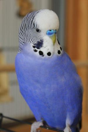 Image 2 of MALE BUDGIE WANTED FOR CARE HOME