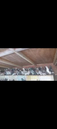 Image 1 of Racing pigeons for sale