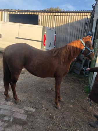 Image 2 of Lastic (Tic)8 year old 12.2h arab x welsh