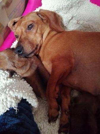 Image 3 of Miniature Dachshund for sale to loving home