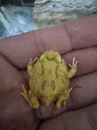 Image 5 of Pacman Frogs. Juvenileslimited time SALE £25