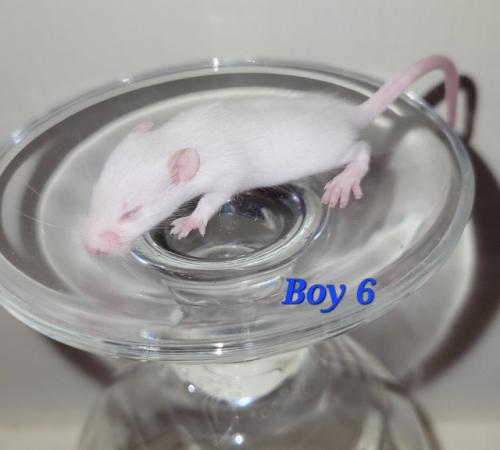 Image 7 of Baby mice - boys £2 great pets. 2 left