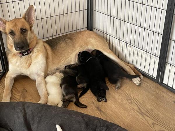 Image 5 of German shepherd puppies looking for new homes