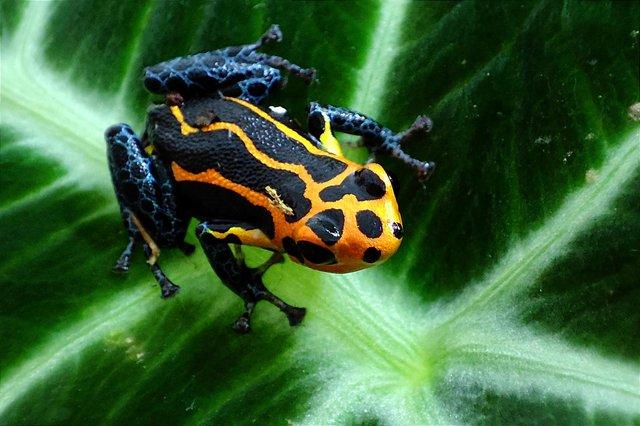 Image 3 of Ranitomeya imitator Varadero dart frog thumbnail Froglets