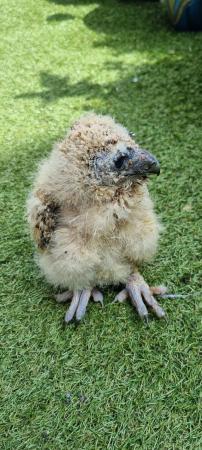 Image 4 of Asian brown wood owl chick