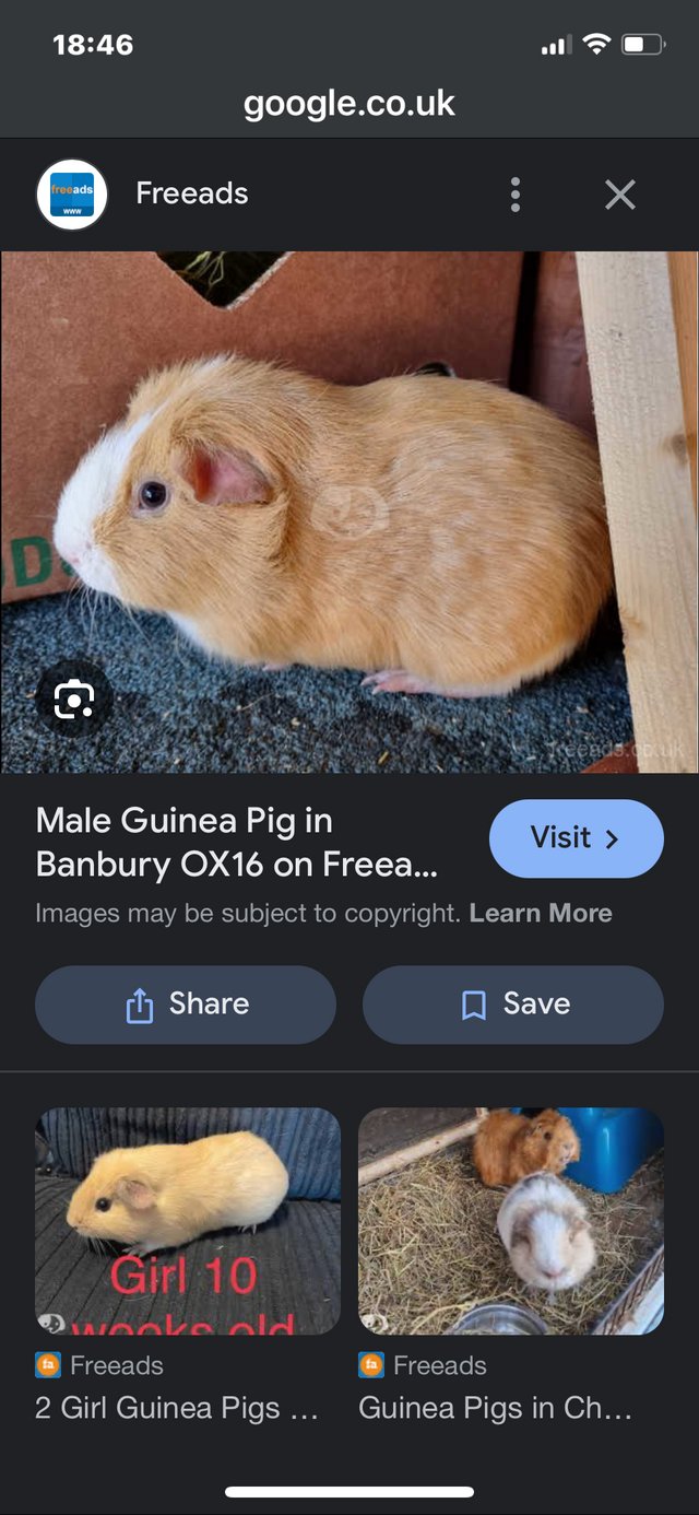 Preview of the first image of Wanted  Guinea pigs pair.
