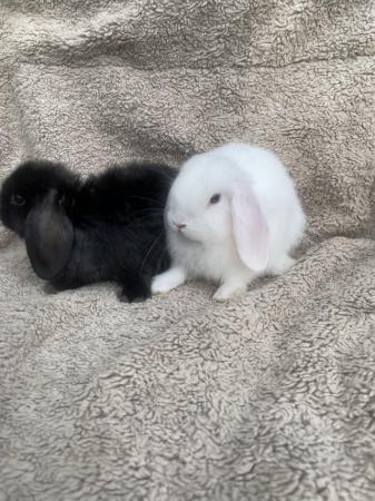 Image 1 of 9 week old mini lop rabbits for sale
