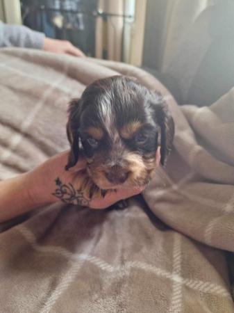 Image 13 of Cocker spaniel puppies for sale