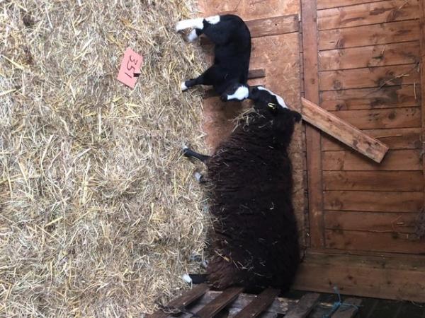 Image 2 of Registered Balwen ewes with lambs