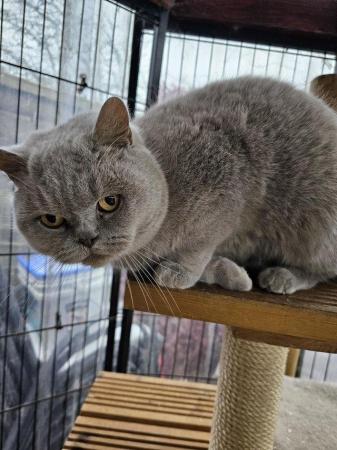 Image 1 of British Shorthair -Lilac Queen for sale