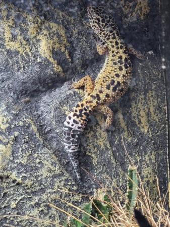 Image 1 of Female leopard gecko and full viv setup