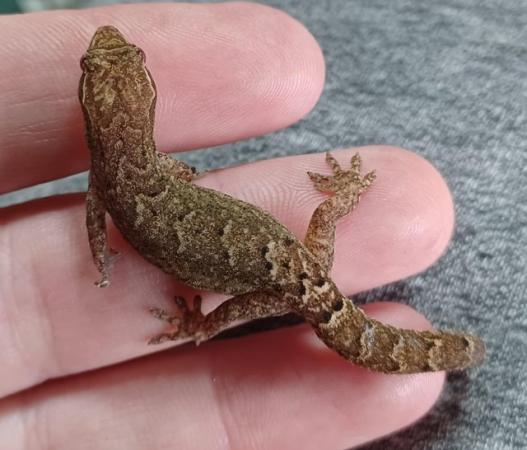 Image 1 of Two Mourning geckos for sale