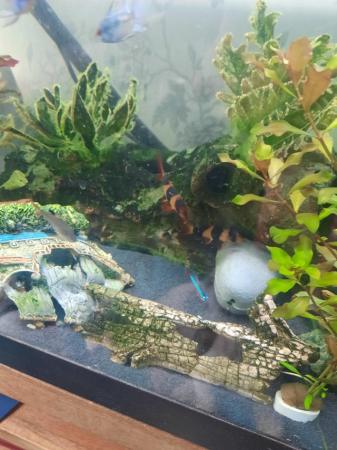 Image 1 of Fish tank and stand including fish