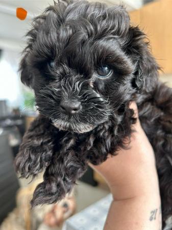Image 5 of Toy Shih-poo’s puppies (Imperial )