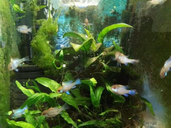 Image 3 of 3 Electric Blue Ram Cichlids (young adults homebred)