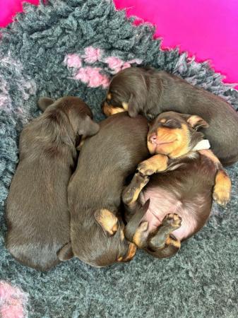 Image 5 of Quality Chocolate miniature dachshund puppies