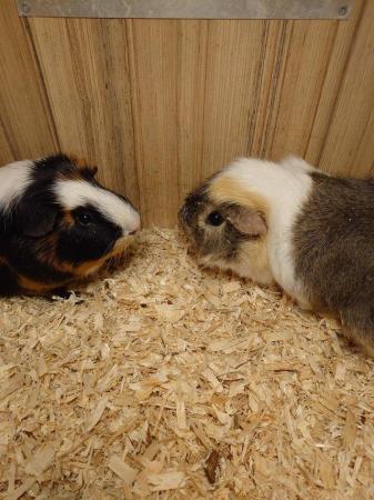 Image 6 of Guinea Pigs - Range of Colours, Sexes and Sizes!