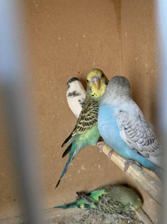 Image 5 of Baby budgies ready for new home