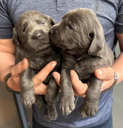 Image 6 of Stunning - Silver & Charcoal Labrador Pups