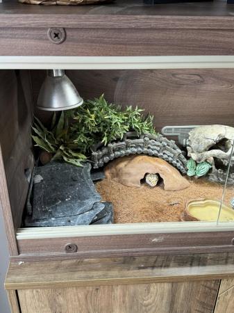 Image 3 of 5 year old male geko, Viv and accessories