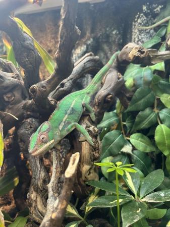 Image 5 of Baby Panther Chameleons At Urban Exotics