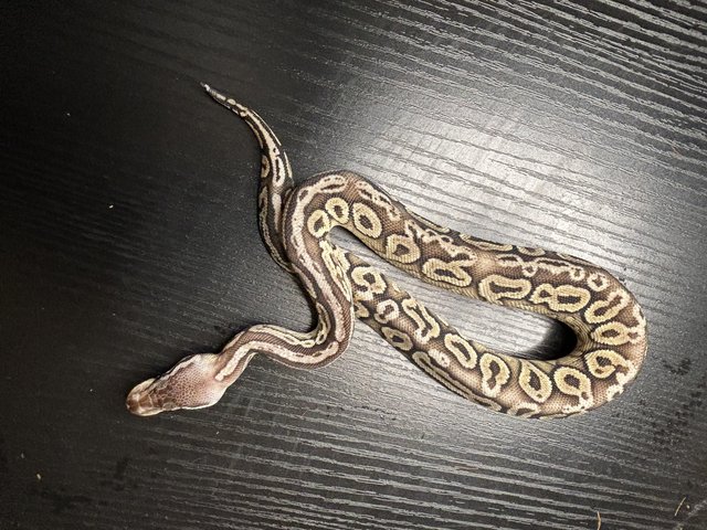 Preview of the first image of Royal/ball pythons for sale.