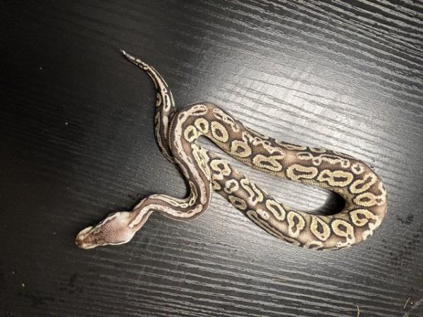 Image 1 of Royal/ball pythons for sale
