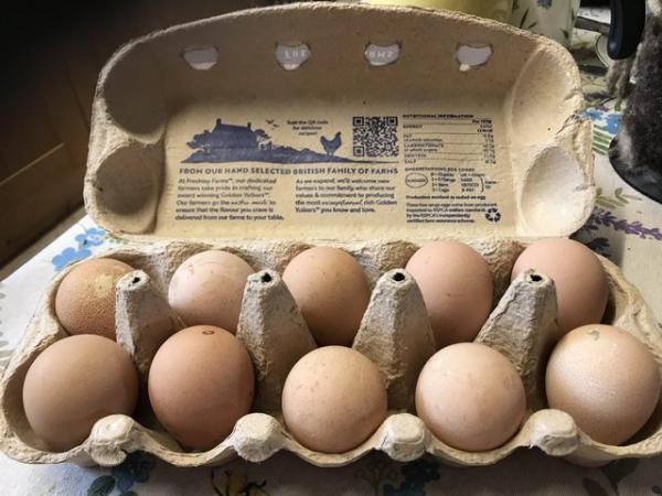 Image 2 of Guinea fowl eggs for hatching £1 each