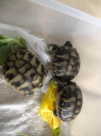 Image 4 of Hermanns tortoise hatchlings for sale