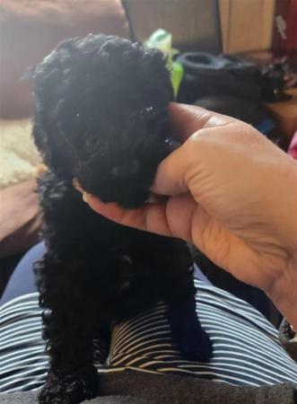 Standard Poodle Puppies Mixed litter for sale in York, North Yorkshire - Image 19