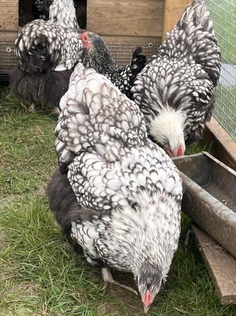 Image 3 of Trio of silverlaced Orpington LF