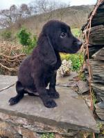 springadors - Dogs & Puppies, Rehome and Buy with ZERO fees | Preloved