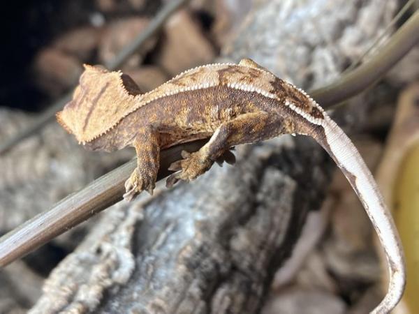 Image 6 of Unsexed juvenile crested gecko