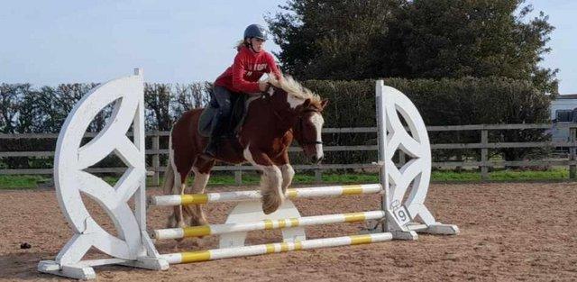 Preview of the first image of 13.1hh coloured cob perfect second pony.