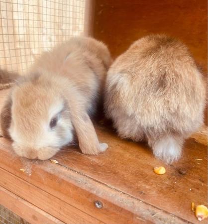 Image 5 of Baby rabbits for sale ready now